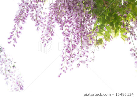 紫藤花在Satoyama拍攝了在Ujitawara鎮,Sageki郡,京都府 紫藤花在Satoyama拍攝了在Ujitawara鎮,Sageki郡,京都府 15495134