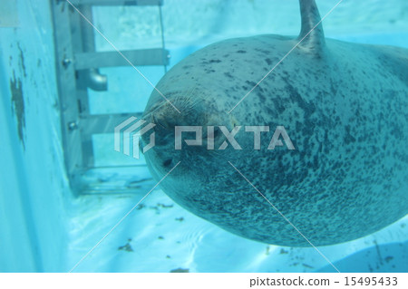 Sapporo Maruyama Zoo | Goma Seal 15495433