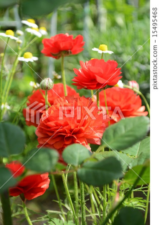 Red Ranunculus 15495468
