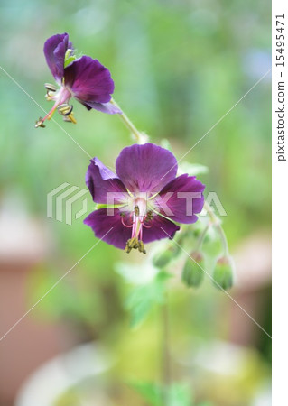 Up of black flower float 15495471