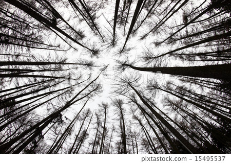 Forest View From Below 15495537