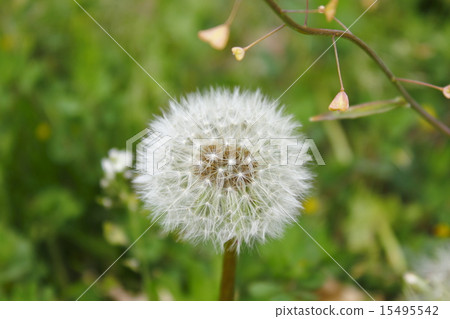 蒲公英 15495542