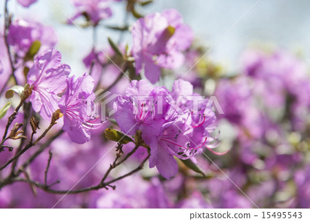 櫻桃樹 櫻桃樹 15495543