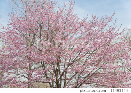 櫻桃樹 櫻桃樹 15495544