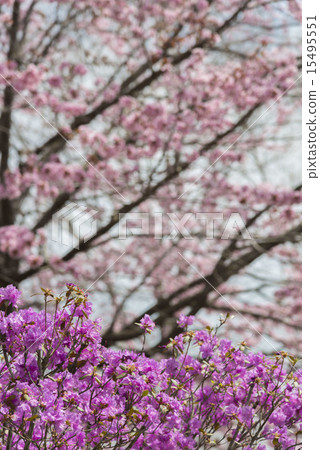 Cherry Blossoms Cherry Blossoms 15495551