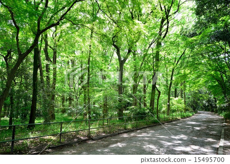 森林浴路徑曲線 森林浴路徑曲線 15495700
