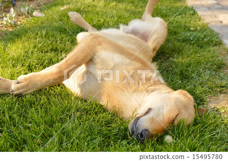 Sleepy mixed breed dog sleeping in the grass 15495780