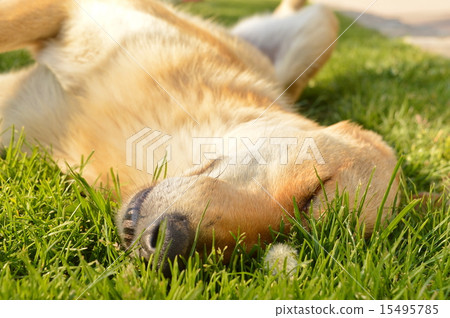 Sleepy mixed breed dog in the grass 15495785