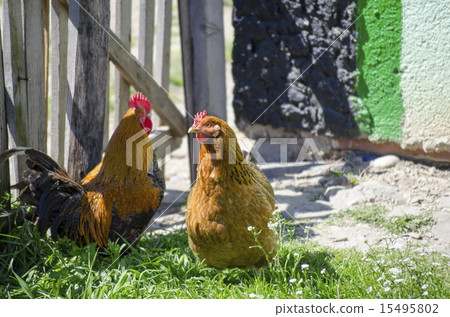 Two roosters in the backyard 15495802
