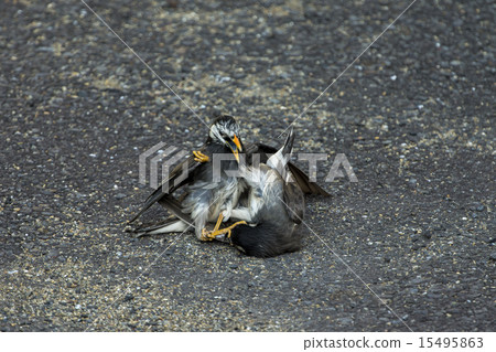 Struggle for starling Struggle for starling 15495863