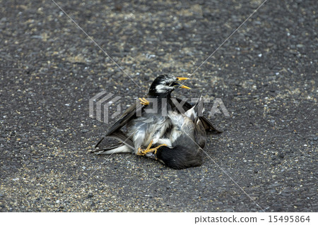 Struggle for starling Struggle for starling 15495864