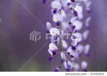 熊野的長門 15495924