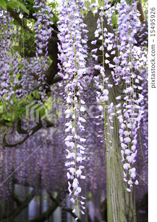 熊野的長門 15495926