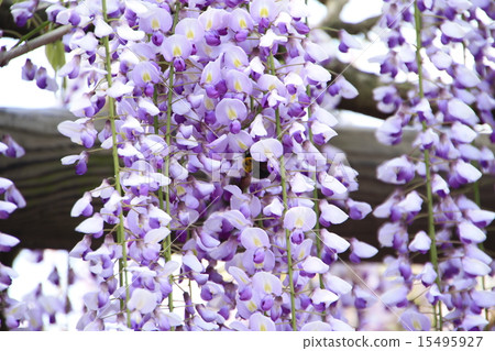 熊野的長門 15495927