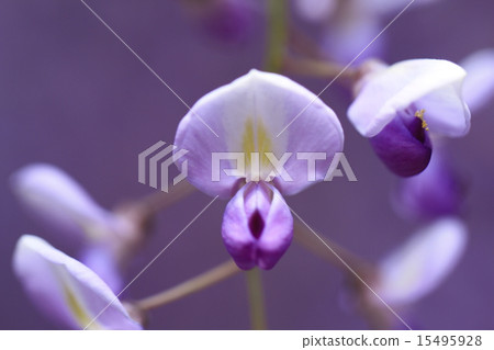 熊野的長門 15495928