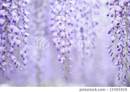 熊野的長門 15495929