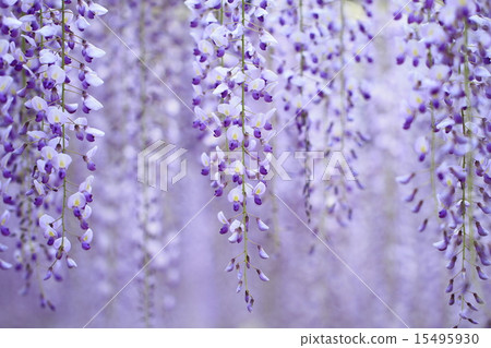 熊野的長門 15495930