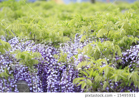 熊野的長門 15495931