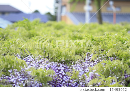 熊野的長門 15495932