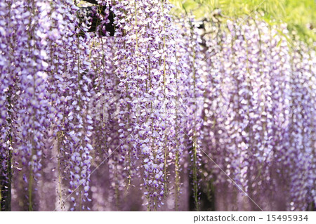 熊野的長門 15495934