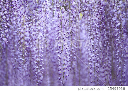 熊野的長門 15495936