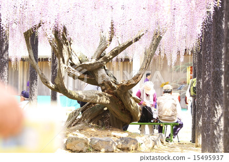 熊野的長門 15495937