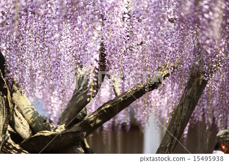 熊野的長門 15495938