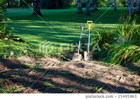 Two shovels in ground 15495963