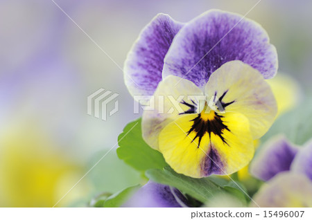 Viola 15496007