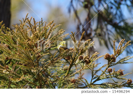 White-eye 15496294