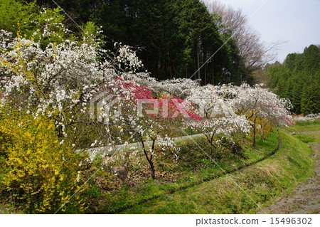 Weeping Peach Weeping Peach 15496302