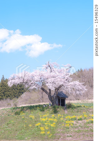 Ozawa's cherry tree Ozawa's cherry tree 15496329