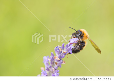 Lavender and honey bee 15496335