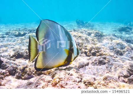 Coral reef and fish 15496521
