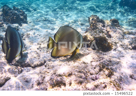 Coral reef and fish 15496522