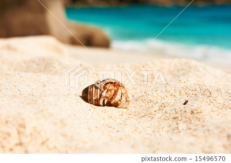 Hermit crab at beach 15496570