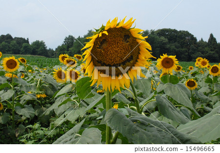 向日葵 向日葵 15496665