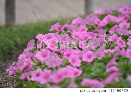 Spring flowers Pink 2 15496779