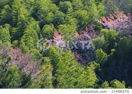 Cherry Blossoms	 15496879