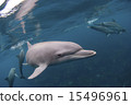 Dolphins swimming underwater 15496961