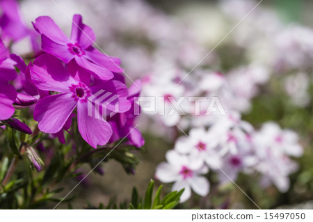 春天什巴櫻桃樹小花 春天什巴櫻桃樹小花 15497050