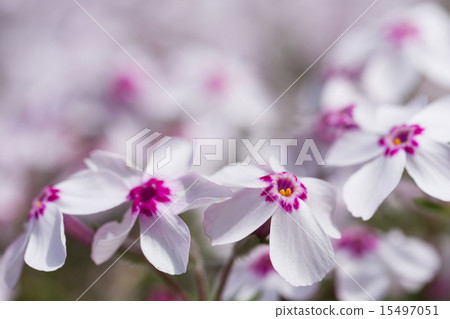 春天什巴櫻桃樹小花 春天什巴櫻桃樹小花 15497051