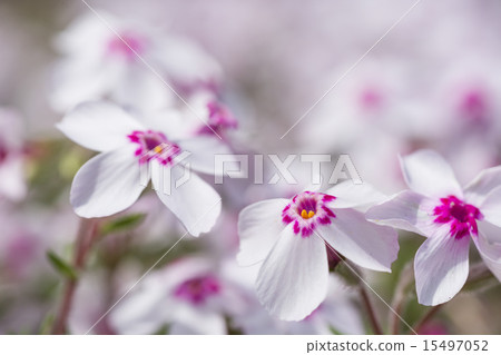 春天什巴櫻桃樹小花 15497052