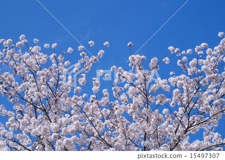 櫻桃樹 15497307