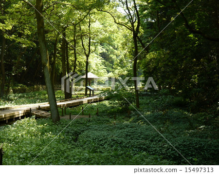 東高根森林公園（50神奈川景區） 15497313