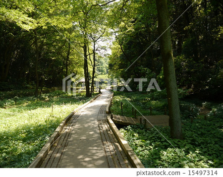 東高根森林公園（50神奈川景區） 15497314
