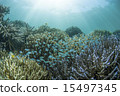 A group of corals and a group of debas-me die 15497345