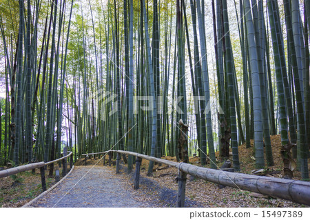 京都:竹林 京都:竹林 15497389