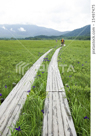 Ozegahara橡樹 15497475