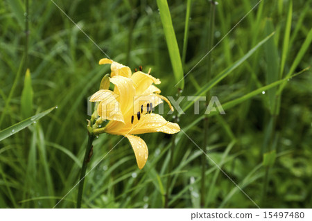 Ozegahara Nikkokishge 15497480